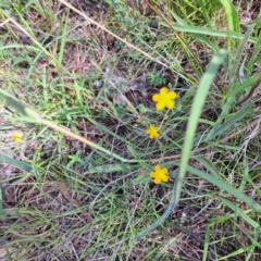 Hypericum gramineum (Small St Johns Wort) at Watson, ACT - 27 Jan 2024 by abread111