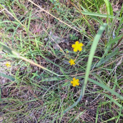 Hypericum gramineum (Small St Johns Wort) at Watson Woodlands - 26 Jan 2024 by abread111