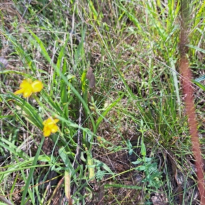 Hypericum gramineum at Watson Woodlands - 27 Jan 2024