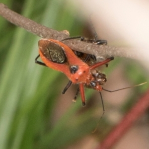 Gminatus australis at Russell, ACT - 17 Jan 2024 10:04 AM