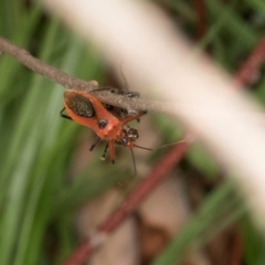 Gminatus australis at Russell, ACT - 17 Jan 2024 10:04 AM