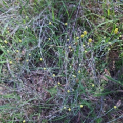 Calocephalus citreus (Lemon Beauty Heads) at Watson, ACT - 27 Jan 2024 by abread111