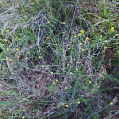 Calocephalus citreus (Lemon Beauty Heads) at Watson, ACT - 26 Jan 2024 by abread111