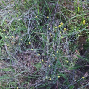 Calocephalus citreus at Watson Woodlands - 27 Jan 2024