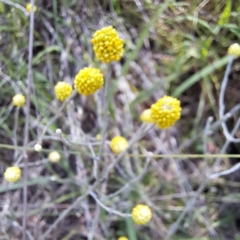 Calocephalus citreus at Watson Woodlands - 27 Jan 2024