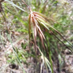 Themeda triandra (Kangaroo Grass) at Watson Woodlands - 26 Jan 2024 by abread111