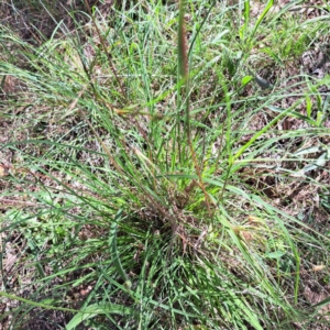 Themeda triandra at Watson Woodlands - 27 Jan 2024