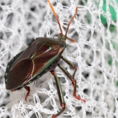 Musgraveia sulciventris (Bronze Orange Bug) at Higgins, ACT - 24 Jan 2024 by AlisonMilton