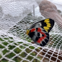 Delias harpalyce (Imperial Jezebel) at Hackett, ACT - 23 Jan 2024 by waltraud