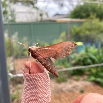 Hippotion scrofa (Coprosma Hawk Moth) at Hackett, ACT - 22 Jan 2024 by waltraud