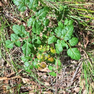 Koelreuteria paniculata at Watson Woodlands - 27 Jan 2024