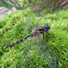 Adversaeschna brevistyla at Hackett, ACT - 23 Jan 2024 12:50 PM