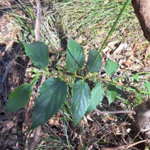 Celtis australis at Watson Woodlands - 27 Jan 2024 10:25 AM