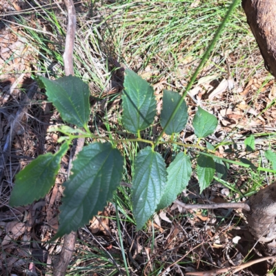 Celtis australis (Nettle Tree) at Watson, ACT - 27 Jan 2024 by abread111