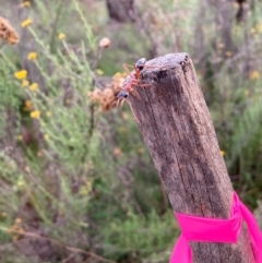 Myrmecia nigriceps at Mount Majura - 24 Jan 2024