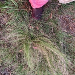 Nassella trichotoma (Serrated Tussock) at The Fair, Watson - 25 Jan 2024 by waltraud