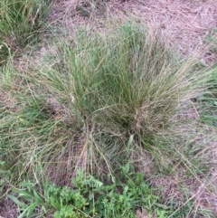 Nassella trichotoma at Mount Majura - 25 Jan 2024