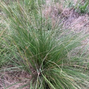 Nassella trichotoma at Mount Majura - 25 Jan 2024