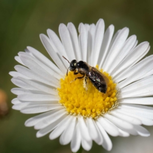 Exoneurella lawsoni at Harrison, ACT - suppressed