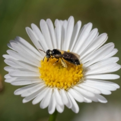 Exoneurella lawsoni at Harrison, ACT - suppressed