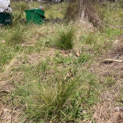 Nassella trichotoma (Serrated Tussock) at The Fair, Watson - 22 Jan 2024 by waltraud