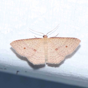 Epicyme rubropunctaria at Turner, ACT - 21 Jan 2024