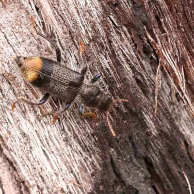 Phlogistus chrysurus (Checkered beetle) at O'Connor, ACT - 26 Jan 2024 by ConBoekel