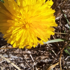 Olethreutinae (subfamily) at Justice Robert Hope Reserve (JRH) - 26 Jan 2024 by abread111