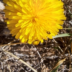 Glyphipterix (genus) at Justice Robert Hope Reserve (JRH) - 27 Jan 2024