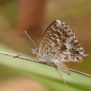 Theclinesthes serpentata at Dryandra St Woodland - 26 Jan 2024