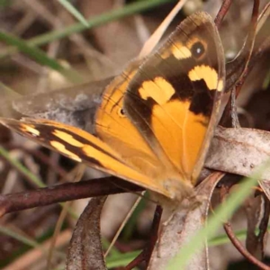 Heteronympha merope at Dryandra St Woodland - 26 Jan 2024 11:41 AM