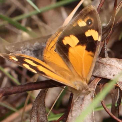 Heteronympha merope (Common Brown Butterfly) at O'Connor, ACT - 26 Jan 2024 by ConBoekel
