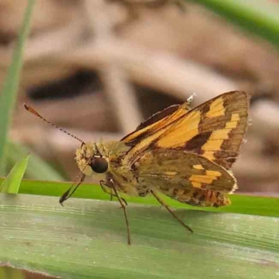 Ocybadistes walkeri (Green Grass-dart) at Dryandra St Woodland - 26 Jan 2024 by ConBoekel