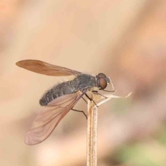 Bombyliidae sp. (family) at Dryandra St Woodland - 26 Jan 2024 by ConBoekel