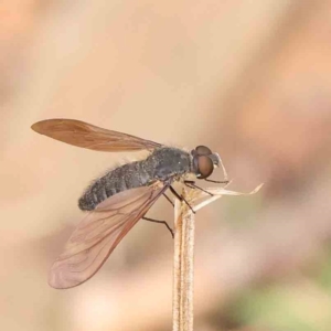 Bombyliidae (family) at Dryandra St Woodland - 26 Jan 2024 11:39 AM