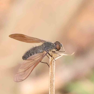 Unidentified Bee fly (Bombyliidae) at Dryandra St Woodland - 26 Jan 2024 by ConBoekel