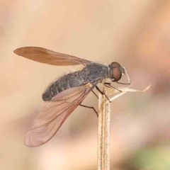 Bombyliidae (family) at Dryandra St Woodland - 26 Jan 2024