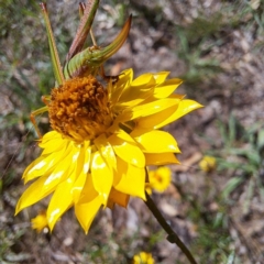 Conocephalomima barameda (False Meadow Katydid, Barameda) at Justice Robert Hope Reserve (JRH) - 26 Jan 2024 by abread111