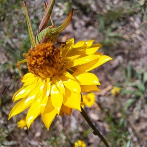 Conocephalomima barameda at Justice Robert Hope Reserve (JRH) - 27 Jan 2024