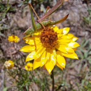 Conocephalomima barameda at Justice Robert Hope Reserve (JRH) - 27 Jan 2024