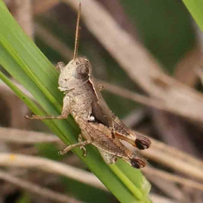 Phaulacridium vittatum (Wingless Grasshopper) at Dryandra St Woodland - 26 Jan 2024 by ConBoekel