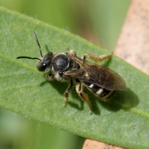 Lasioglossum (Chilalictus) sp. (genus & subgenus) at Harrison, ACT - 27 Jan 2024