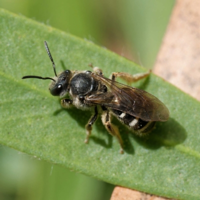 Lasioglossum (Chilalictus) sp. (genus & subgenus) (Halictid bee) at Harrison, ACT - 27 Jan 2024 by DPRees125