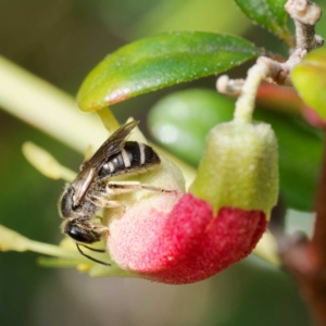 Lasioglossum (Chilalictus) sp. (genus & subgenus) at Harrison, ACT - 27 Jan 2024