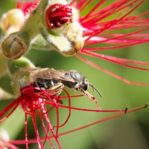 Lasioglossum (Chilalictus) sp. (genus & subgenus) at Harrison, ACT - 27 Jan 2024