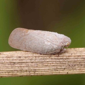 Anzora unicolor at Dryandra St Woodland - 26 Jan 2024