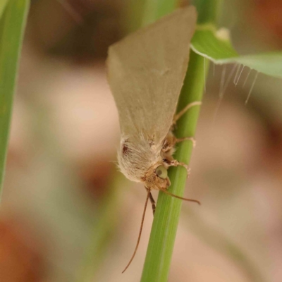 Heliocheilus (genus) (Heliothine moths) at Dryandra St Woodland - 26 Jan 2024 by ConBoekel