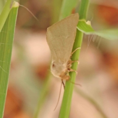 Heliocheilus (genus) at Dryandra St Woodland - 26 Jan 2024