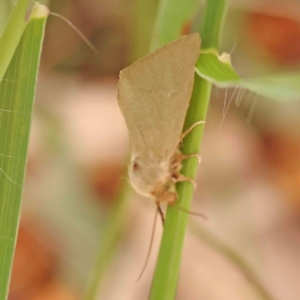 Heliocheilus (genus) at Dryandra St Woodland - 26 Jan 2024