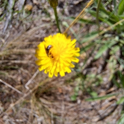 Lasioglossum sp. (genus) (Furrow Bee) at Justice Robert Hope Reserve (JRH) - 27 Jan 2024 by abread111